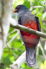 Trogon massena