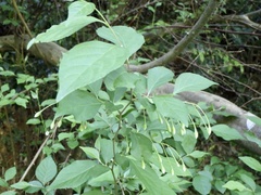 Styrax japonicus