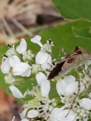 Hypselonotus punctiventris