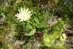 Schlagintweitia intybacea