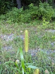 Setaria pumila