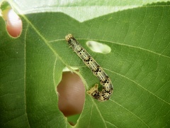 Idiotephria evanescens