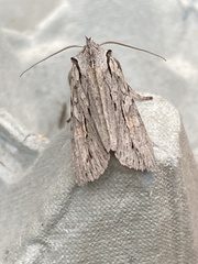 Lithophane leautieri