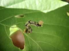 Idiotephria evanescens