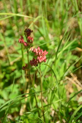 Leptarrhena pyrolifolia