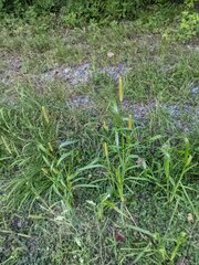 Setaria pumila
