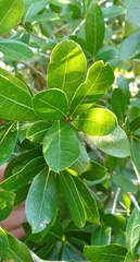 Quercus hemisphaerica
