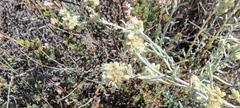 Pseudognaphalium beneolens