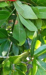 Quercus hemisphaerica