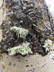 Usnea strigosa