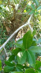 Quercus hemisphaerica