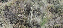 Pseudognaphalium beneolens