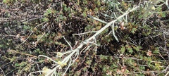 Pseudognaphalium beneolens