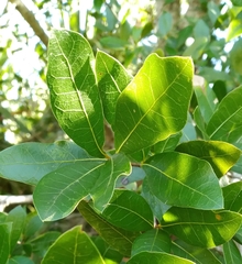 Quercus hemisphaerica
