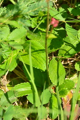 Leptarrhena pyrolifolia