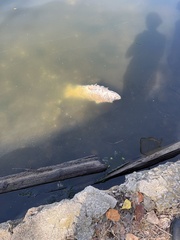 Oncorhynchus tshawytscha