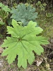 Gunnera