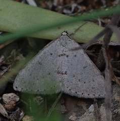 Tapinogyna perichroa
