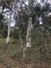Persoonia cornifolia