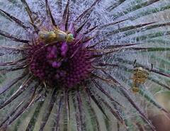 Terellia occidentalis