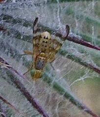 Terellia occidentalis