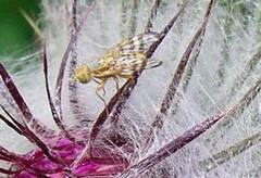 Terellia occidentalis