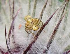 Terellia occidentalis