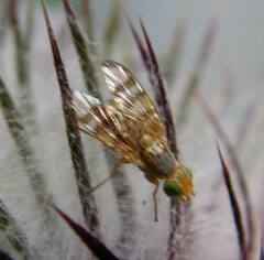 Terellia occidentalis