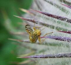 Terellia occidentalis