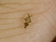 Uhlerites debilis