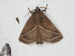 Natada fusca