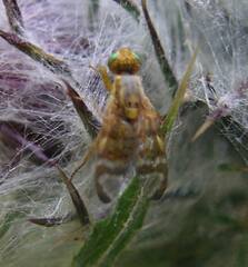 Terellia occidentalis