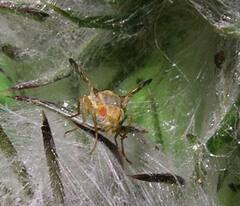 Terellia occidentalis