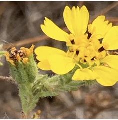 Deinandra corymbosa