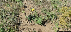 Grindelia hallii