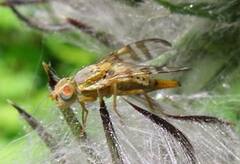 Terellia occidentalis