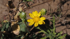 Grindelia hallii