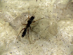 Myrmarachne japonica