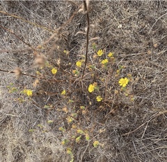 Deinandra corymbosa