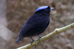 Lepidothrix velutina