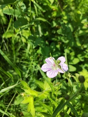 Geranium wlassovianum