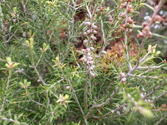 Melaleuca lanceolata