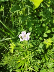 Geranium wlassovianum