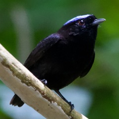 Lepidothrix velutina