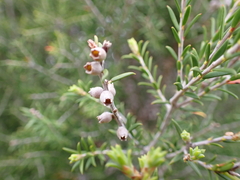 Melaleuca lanceolata