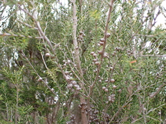 Melaleuca lanceolata