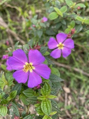 Melastomeae