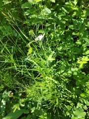 Geranium wlassovianum