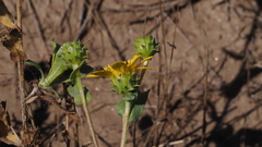 Grindelia hallii