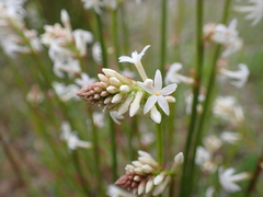 Stackhousia aspericocca
